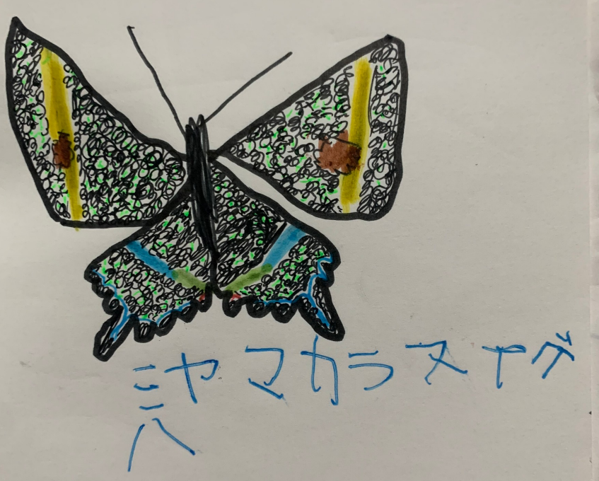 5歳の蝶の絵（ミヤマカラスアゲハ）